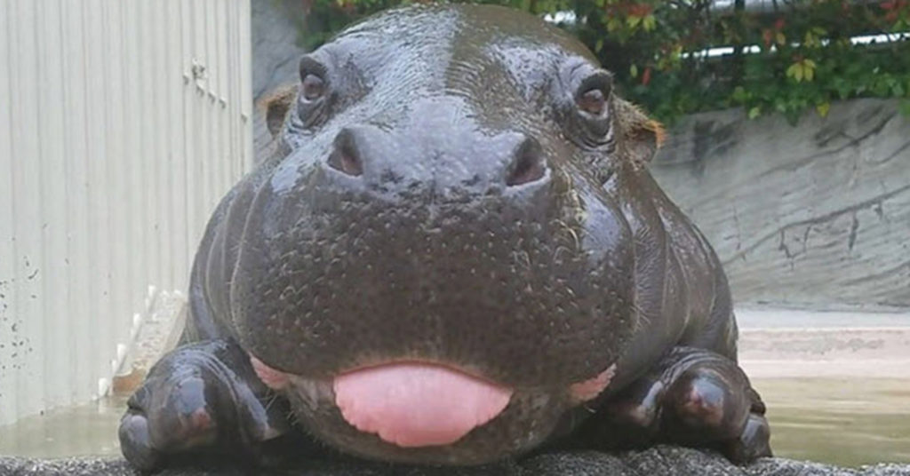 These 10 Baby Hippos Are About To Make Your Day Much Better ...