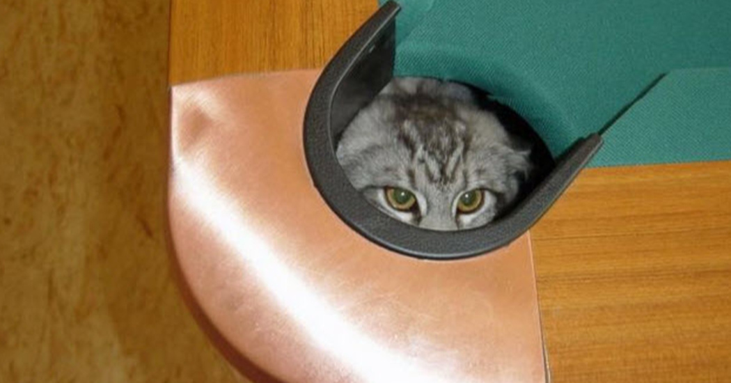13 Hysterical Pictures That Prove Cats Hide In The Most Random Places