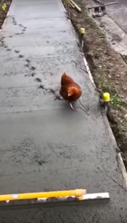 Rogue Chicken Creates A Big Mess When She Walks On Wet Cement ...