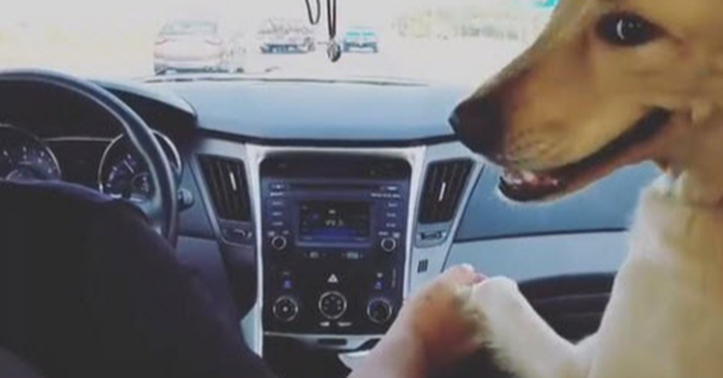 Dog Makes Woman Sit In Back Seat And Then Holds Hands With Her Husband
