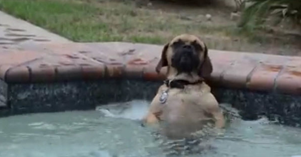 Adorable Dog’s Reaction To Jumping In The Hot Tub Has Left Over 21