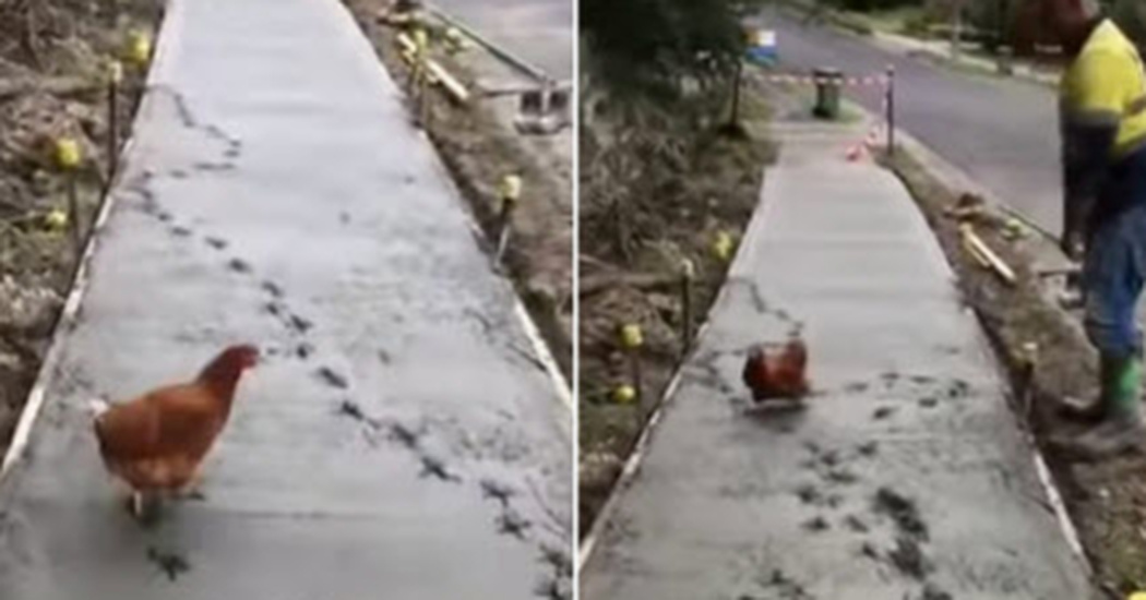 Rogue Chicken Creates A Big Mess When She Walks On Wet Cement
