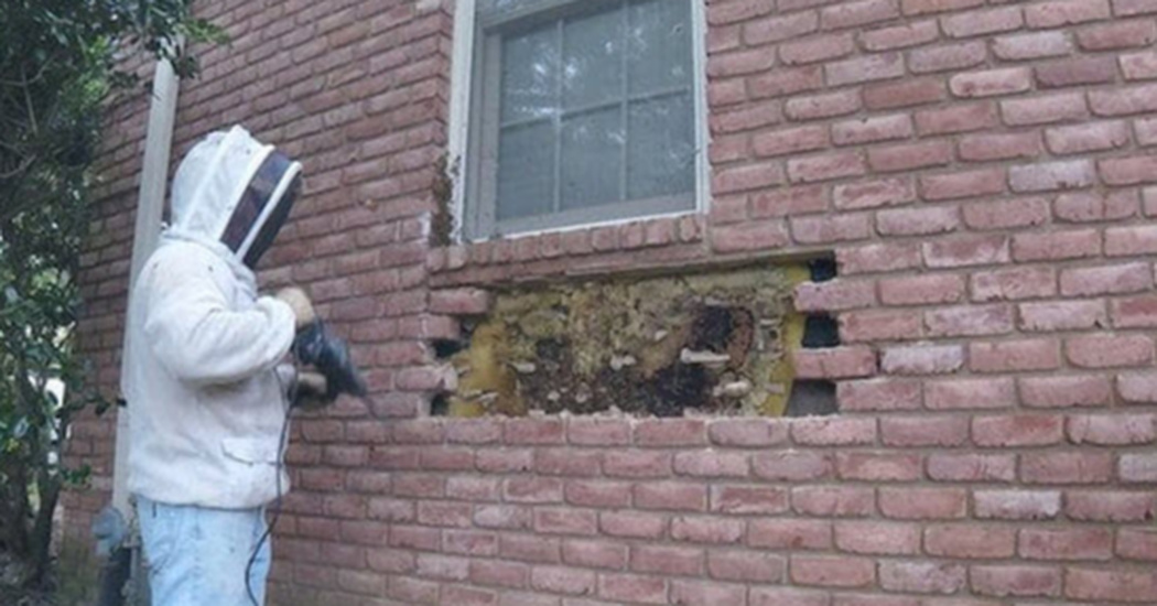 Bee Whisperer Uncovers A Huge Hive Of Bees After Removing Bricks From A