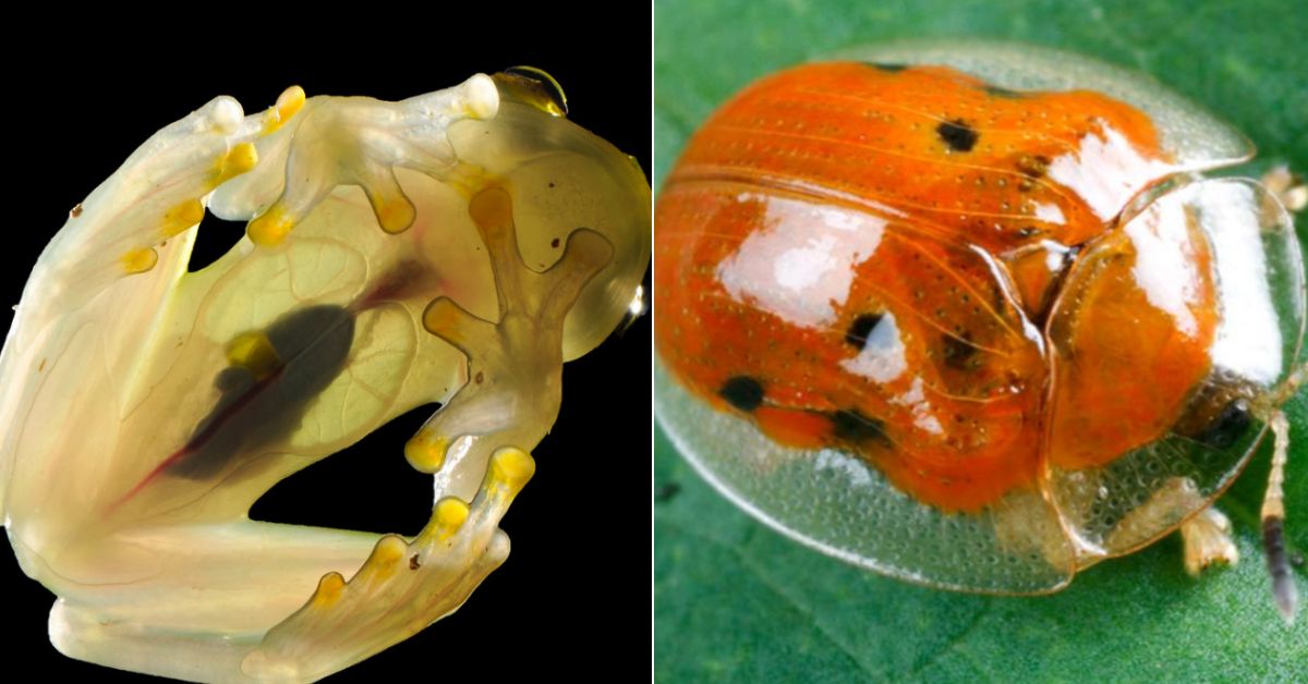 13 Times Nature Wowed Us With Transparent Critters