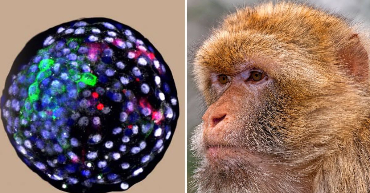 Science Has Now Successfully Crossed Human And Monkey Cells To Make