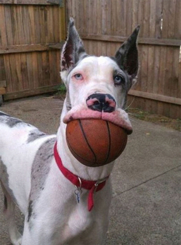 25 Of The Goofiest Dogs You Will Ever Love To Meet – Viralslots.com